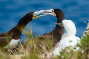 Bryony Dixon - Brown Booby Birds Nesting, 2021